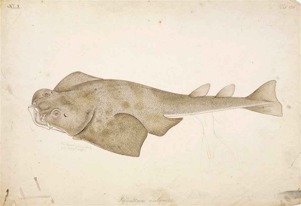 Naturalis Biodiversity Center - RMNH.ART.48 - Squatina japonica Bleeker - Kawahara Keiga - 1823 - 1829 - Siebold Collection - pencil drawing - water colour