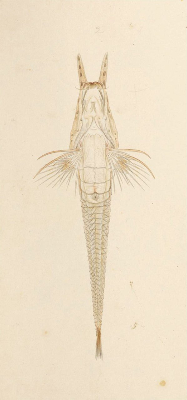 Naturalis Biodiversity Center - RMNH.ART.246 - Peristedion orientale Temminck and Schlegel - Kawahara Keiga - 1823 - 1829 - Siebold Collection - pencil drawing - water colour