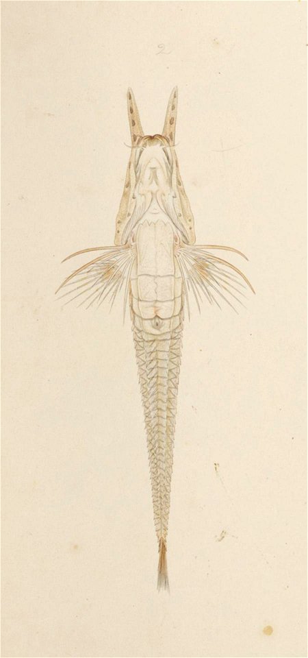Naturalis Biodiversity Center - RMNH.ART.246 - Peristedion orientale Temminck and Schlegel - Kawahara Keiga - 1823 - 1829 - Siebold Collection - pencil drawing - water colour