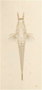 Naturalis Biodiversity Center - RMNH.ART.246 - Peristedion orientale Temminck and Schlegel - Kawahara Keiga - 1823 - 1829 - Siebold Collection - pencil drawing - water colour