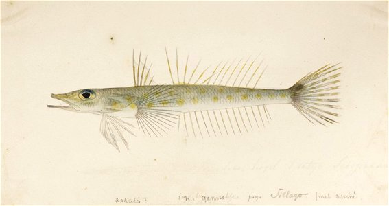 Naturalis Biodiversity Center - RMNH.ART.268 - Bembrops sp. - Kawahara Keiga - 1823 - 1829 - Siebold Collection - pencil drawing - water colour