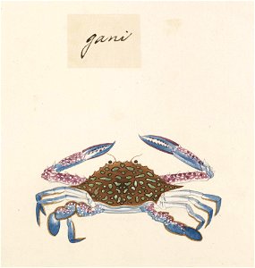 Naturalis Biodiversity Center - RMNH.ART.558 - Portunus (Portunus) pelagicus - Kawahara Keiga - 1823 - 1829 - Siebold Collection - pencil drawing - water colour
