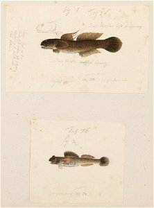 Naturalis Biodiversity Center - RMNH.ART.203 - Pseudolabrus japonicus - Halichoeres poecilopterus - Kawahara Keiga - 1823 - 1829 - Siebold Collection - pencil drawing - water colour