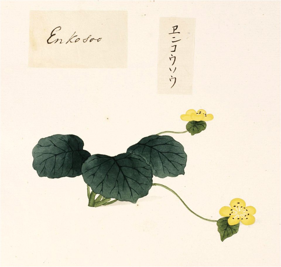 Naturalis Biodiversity Center - RMNH.ART.694 - Caltha palustris var. enkoso - Kawahara Keiga - 1823 - 1829 - Siebold Collection - pencil drawing - water colour