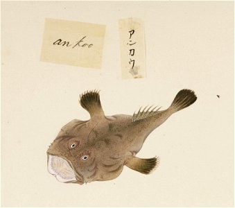 Naturalis Biodiversity Center - RMNH.ART.536 - Lophiomus setigerus - Kawahara Keiga - 1823 - 1829 - Siebold Collection - pencil drawing - water colour
