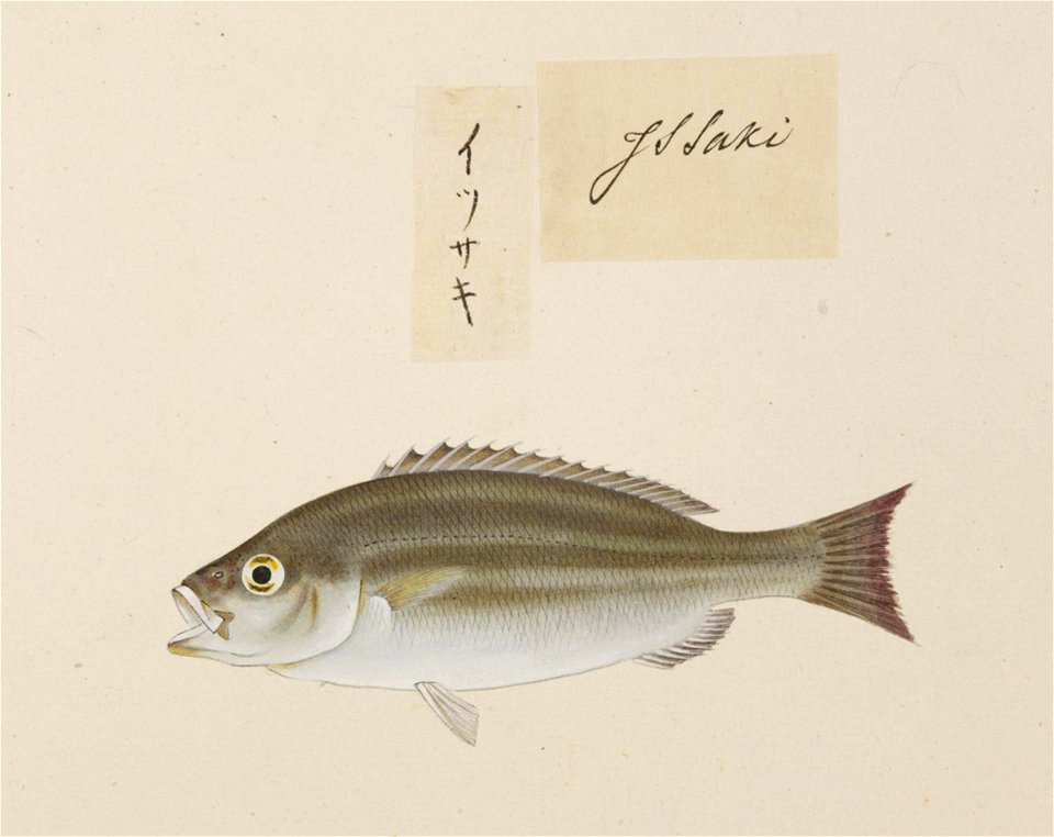 Naturalis Biodiversity Center - RMNH.ART.517 - A species of Lutjanus - Kawahara Keiga - 1823 - 1829 - Siebold Collection - pencil drawing - water colour