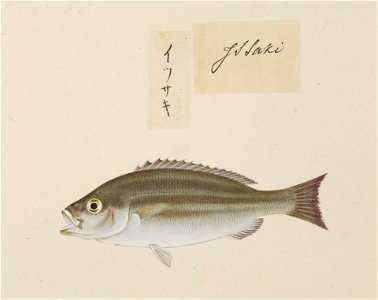Naturalis Biodiversity Center - RMNH.ART.517 - A species of Lutjanus - Kawahara Keiga - 1823 - 1829 - Siebold Collection - pencil drawing - water colour
