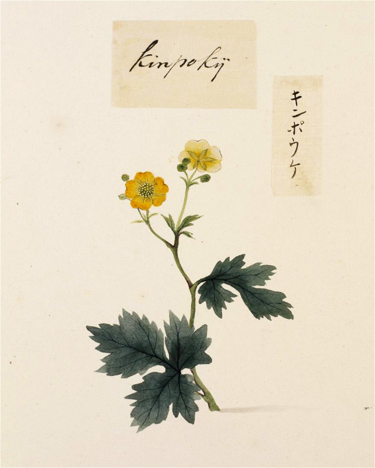Naturalis Biodiversity Center - RMNH.ART.742 - Ranunculaceae - Kawahara Keiga - 1823 - 1829 - Siebold Collection - pencil drawing - water colour