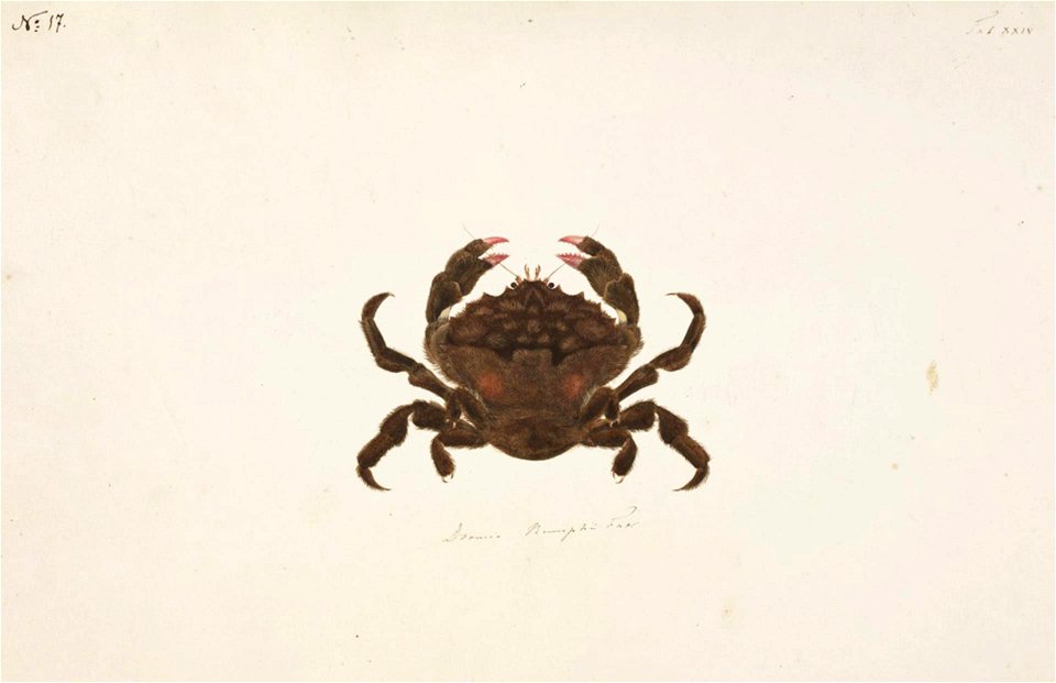 Naturalis Biodiversity Center - RMNH.ART.76 - Dromia dehaani - Kawahara Keiga - 1823 - 1829 - Siebold Collection - pencil drawing - water colour