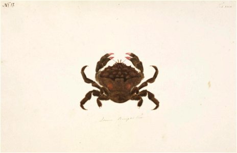 Naturalis Biodiversity Center - RMNH.ART.76 - Dromia dehaani - Kawahara Keiga - 1823 - 1829 - Siebold Collection - pencil drawing - water colour