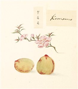 Naturalis Biodiversity Center - RMNH.ART.641 - Prunus persica - Kawahara Keiga - 1823 - 1829 - Siebold Collection - pencil drawing - water colour