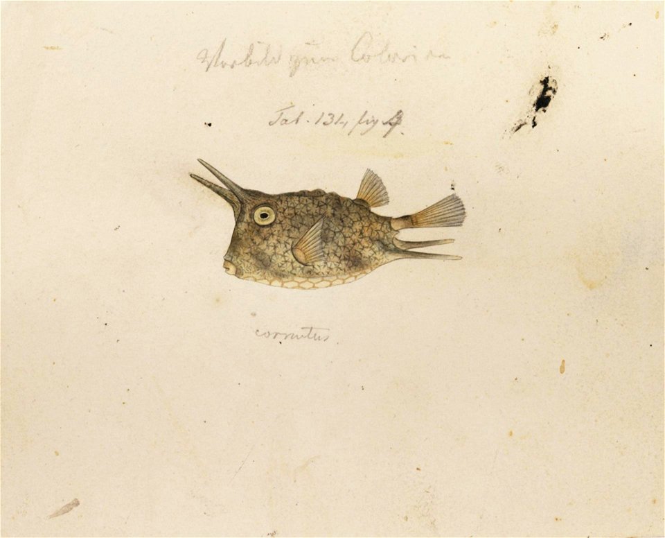 Naturalis Biodiversity Center - RMNH.ART.185 - Lactoris cornutus Linnaeus - Kawahara Keiga - 1823 - 1829 - Siebold Collection - pencil drawing - water colour