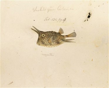 Naturalis Biodiversity Center - RMNH.ART.185 - Lactoris cornutus Linnaeus - Kawahara Keiga - 1823 - 1829 - Siebold Collection - pencil drawing - water colour