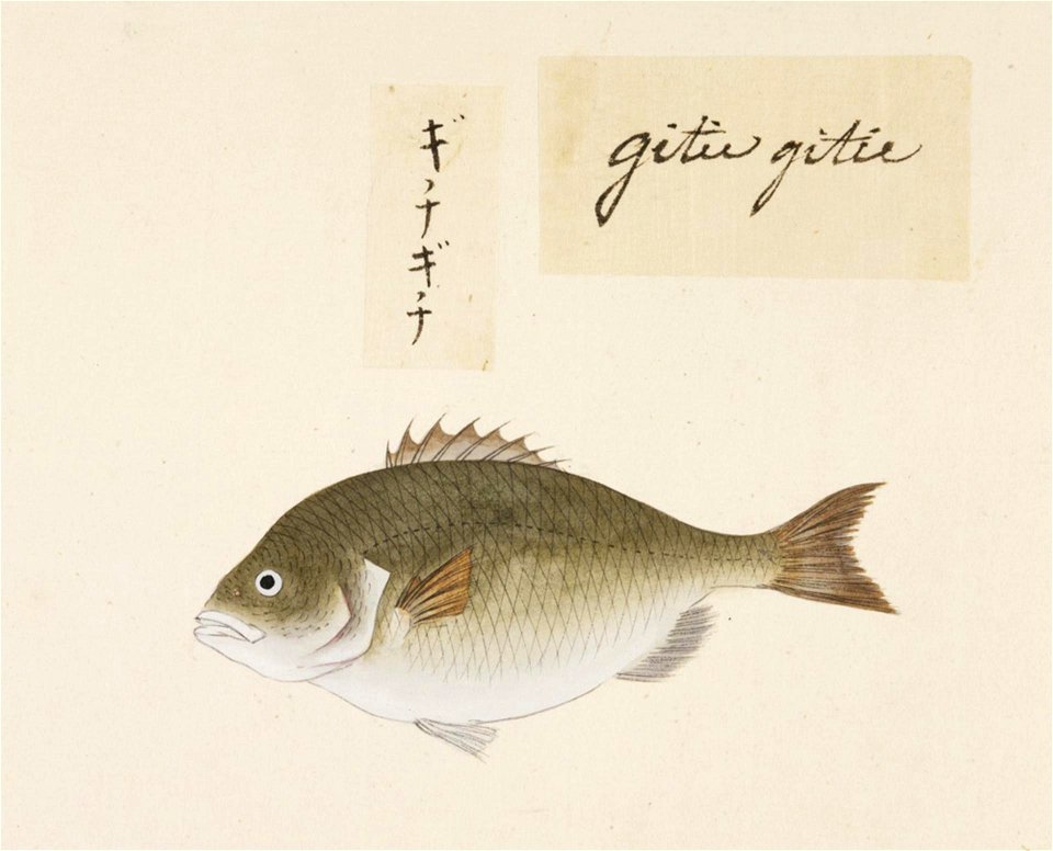 Naturalis Biodiversity Center - RMNH.ART.491 - Unidentified fish - Kawahara Keiga - 1823 - 1829 - Siebold Collection - pencil drawing - water colour