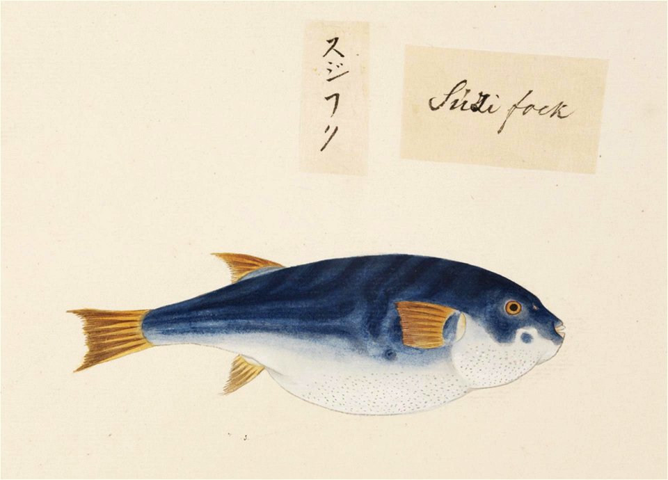 Naturalis Biodiversity Center - RMNH.ART.528 - Takifugu xanthopterus - Kawahara Keiga - 1823 - 1829 - Siebold Collection - pencil drawing - water colour