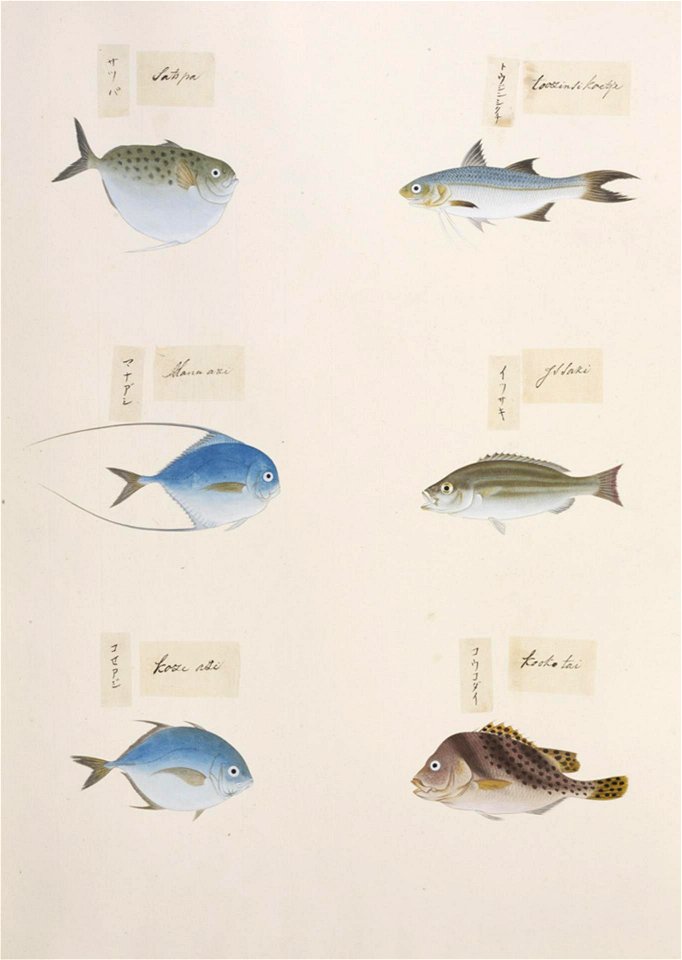 Naturalis Biodiversity Center - RMNH.ART.318-Harengula zunasi-Polydactylus plebejus-Caranx sp.-Gaterin cinctus-Alectis ciliaris-Lutjanus sp.-Kawahara Keiga-1823-1829-Siebold Collection-pencil drawing-water colour