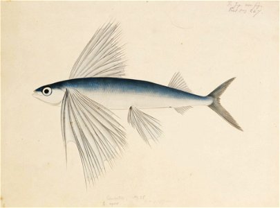 Naturalis Biodiversity Center - RMNH.ART.260 - A species of Cypselurus - Kawahara Keiga - 1823 - 1829 - Siebold Collection - pencil drawing - water colour