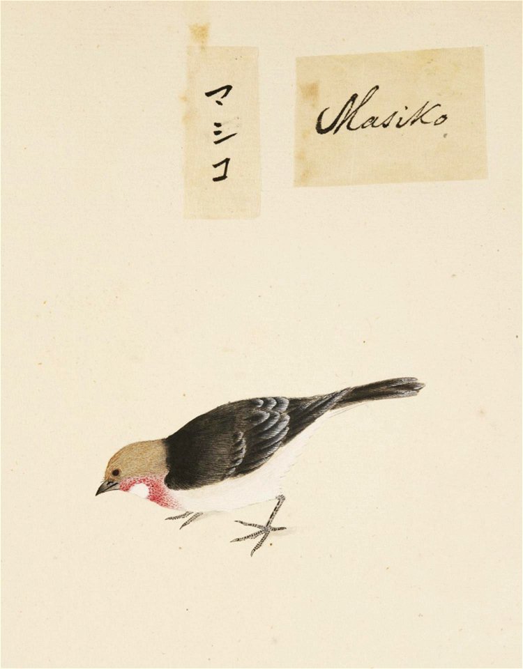Naturalis Biodiversity Center - RMNH.ART.390 - Uragus sibiricus - Kawahara Keiga - 1823 - 1829 - Siebold Collection - pencil drawing - water colour