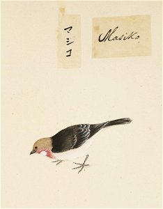 Naturalis Biodiversity Center - RMNH.ART.390 - Uragus sibiricus - Kawahara Keiga - 1823 - 1829 - Siebold Collection - pencil drawing - water colour