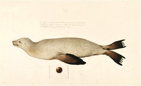 Naturalis Biodiversity Center - RMNH.ART.862 - Zalophus californianus japonicus - Kawahara Keiga - 1823 - 1829 - Siebold Collection - pencil drawing - water colour