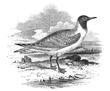 Natural History, Birds - Laughing Gull. Free illustration for personal and commercial use.