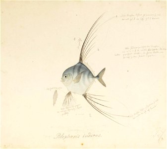 Naturalis Biodiversity Center - RMNH.ART.584 - Alectis ciliaris (Bloch) - Kawahara Keiga - 1823 - 1829 - Siebold Collection - pencil drawing - water colour