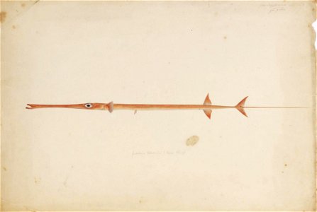 Naturalis Biodiversity Center - RMNH.ART.264 - Fistularia commersonii Rueppell - Kawahara Keiga - 1823 - 1829 - Siebold Collection - pencil drawing - water colour