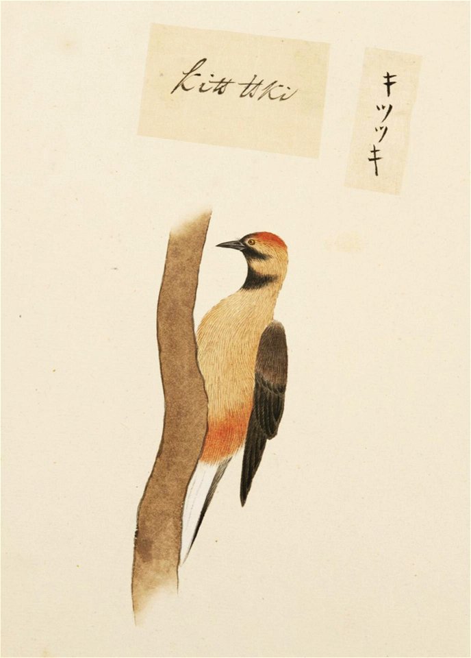 Naturalis Biodiversity Center - RMNH.ART.398 - Dendrocopos major - Kawahara Keiga - 1823 - 1829 - Siebold Collection - pencil drawing - water colour