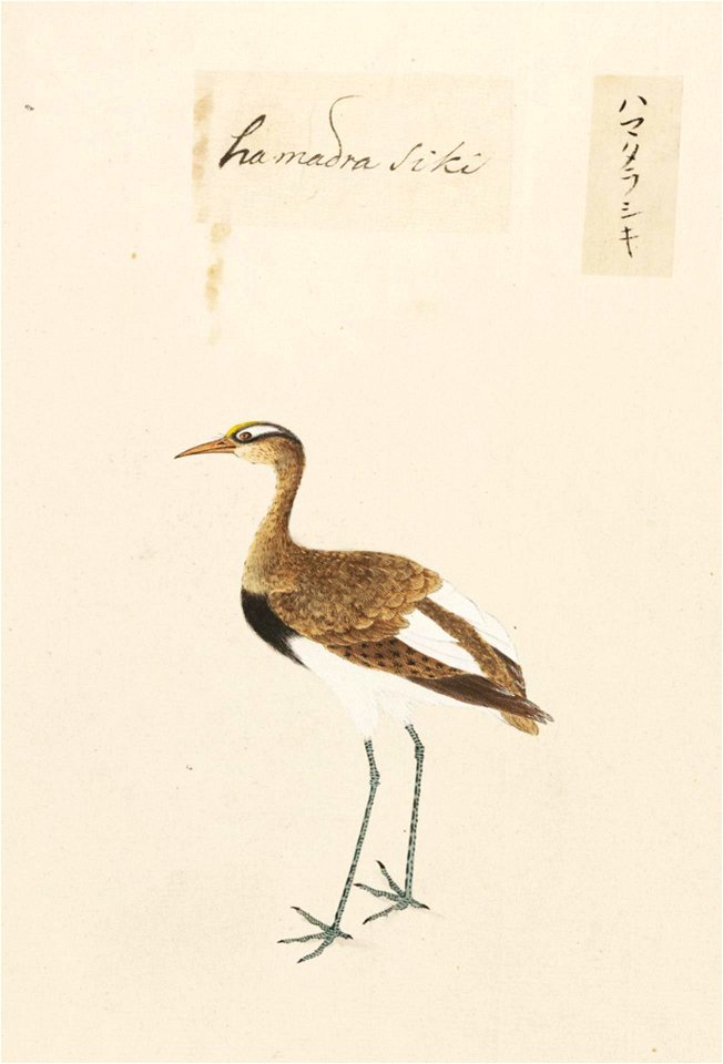 Naturalis Biodiversity Center - RMNH.ART.454 - Numenius minutus - Kawahara Keiga - 1823 - 1829 - Siebold Collection - pencil drawing - water colour
