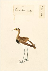 Naturalis Biodiversity Center - RMNH.ART.454 - Numenius minutus - Kawahara Keiga - 1823 - 1829 - Siebold Collection - pencil drawing - water colour