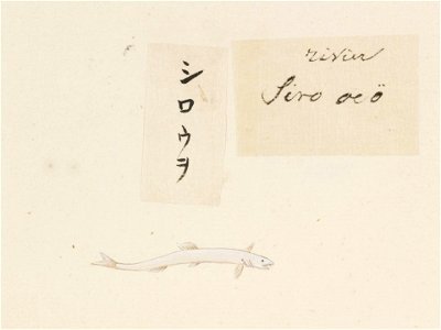 Naturalis Biodiversity Center - RMNH.ART.465 - A species of Salanx or Neosalanx - Kawahara Keiga - 1823 - 1829 - Siebold Collection - pencil drawing - water colour