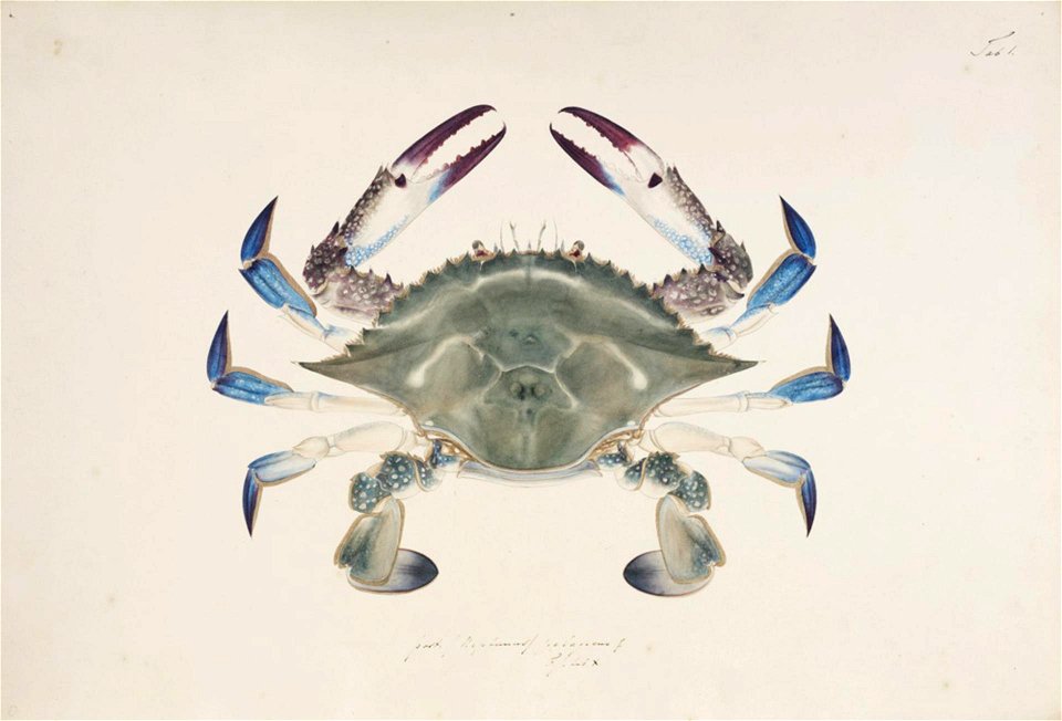 Naturalis Biodiversity Center - RMNH.ART.864 - Portunus trituberculatus (Miers 1878) - Kawahara Keiga - 1823 - 1829 - Siebold Collection - pencil drawing - water colour