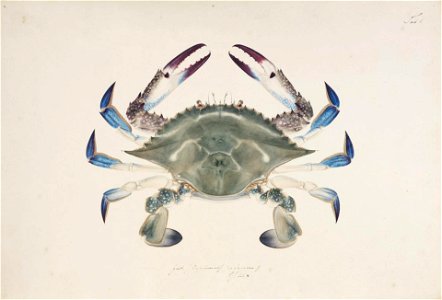 Naturalis Biodiversity Center - RMNH.ART.864 - Portunus trituberculatus (Miers 1878) - Kawahara Keiga - 1823 - 1829 - Siebold Collection - pencil drawing - water colour