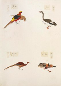 Naturalis Biodiversity Center - RMNH.ART.294 - Syrmaticus soemmerringii - Aix galericulata - Anser cygnoides - Chrysolophus pictus - Kawahara Keiga - 1823 - 1829 - Siebold Collection - pencil drawing - water colour