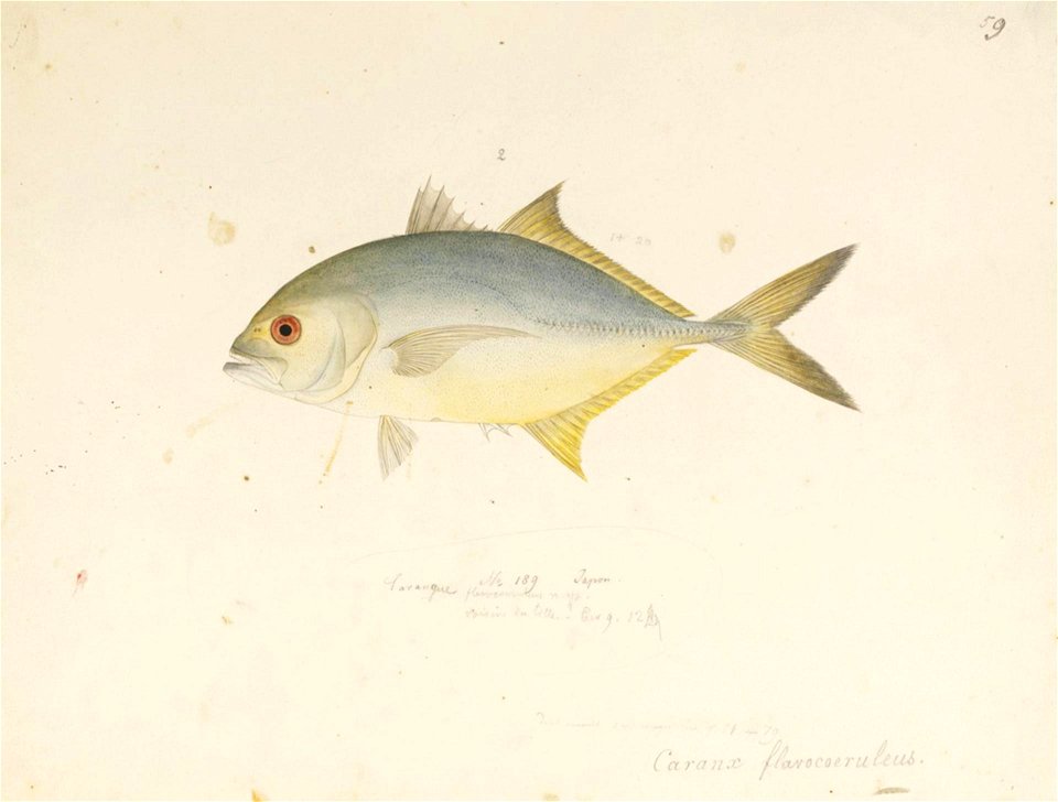 Naturalis Biodiversity Center - RMNH.ART.577 - Caranx sexfasciatus Quoy and Gaimard - Kawahara Keiga - 1823 - 1829 - Siebold Collection - pencil drawing - water colour