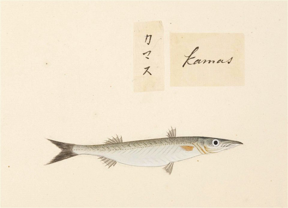 Naturalis Biodiversity Center - RMNH.ART.541 - A species of Sphyraena - Kawahara Keiga - 1823 - 1829 - Siebold Collection - pencil drawing - water colour