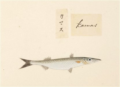 Naturalis Biodiversity Center - RMNH.ART.541 - A species of Sphyraena - Kawahara Keiga - 1823 - 1829 - Siebold Collection - pencil drawing - water colour
