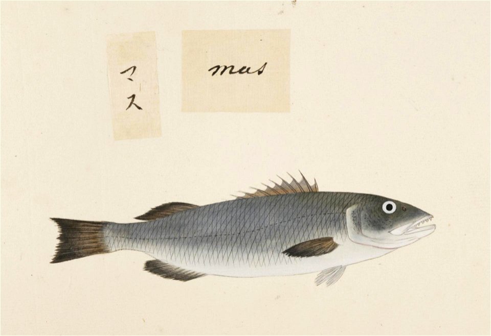 Naturalis Biodiversity Center - RMNH.ART.490 - Unidentified fish - Kawahara Keiga - 1823 - 1829 - Siebold Collection - pencil drawing - water colour