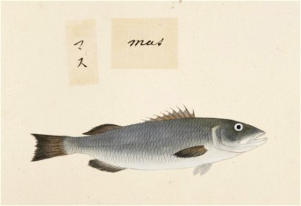 Naturalis Biodiversity Center - RMNH.ART.490 - Unidentified fish - Kawahara Keiga - 1823 - 1829 - Siebold Collection - pencil drawing - water colour