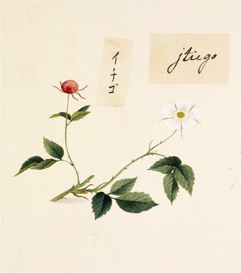 Naturalis Biodiversity Center - RMNH.ART.663 - Fragaria - Kawahara Keiga - 1823 - 1829 - Siebold Collection - pencil drawing - water colour