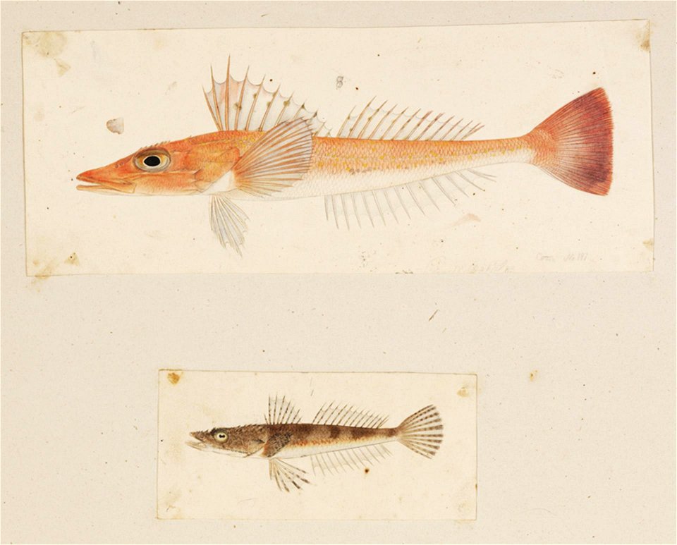 Naturalis Biodiversity Center - RMNH.ART.209 - Onigocia spinosa - Bembras japonicus - Kawahara Keiga - 1823 - 1829 - Siebold Collection - pencil drawing - water colour