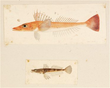 Naturalis Biodiversity Center - RMNH.ART.209 - Onigocia spinosa - Bembras japonicus - Kawahara Keiga - 1823 - 1829 - Siebold Collection - pencil drawing - water colour