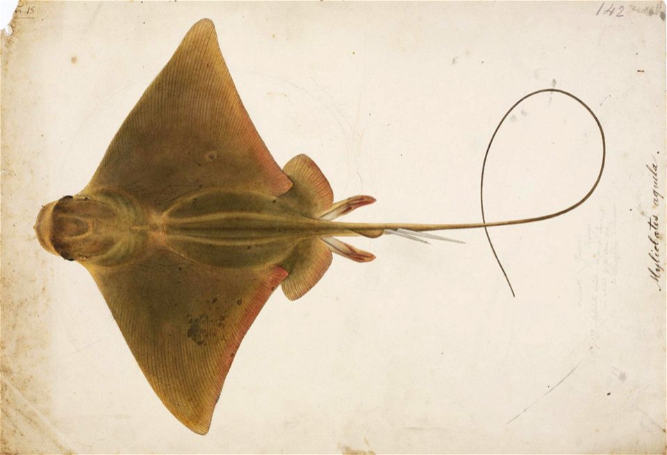 Naturalis Biodiversity Center - RMNH.ART.54 - Holorhinus tobijei (Bleeker) Myliobatis aquila - Kawahara Keiga - 1823 - 1829 - Siebold Collection - pencil drawing - water colour