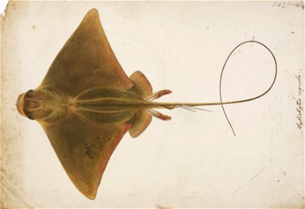 Naturalis Biodiversity Center - RMNH.ART.54 - Holorhinus tobijei (Bleeker) Myliobatis aquila - Kawahara Keiga - 1823 - 1829 - Siebold Collection - pencil drawing - water colour