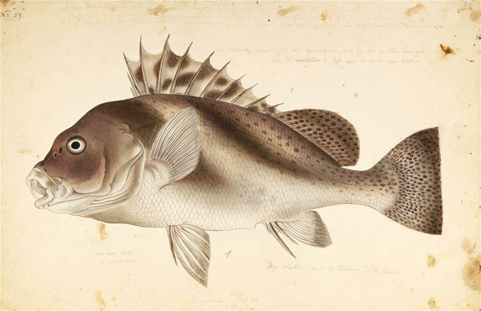 Naturalis Biodiversity Center - RMNH.ART.341 - Gaterin cinctus (Temminck and Schlegel) - Kawahara Keiga - 1823 - 1829 - Siebold Collection - pencil drawing - water colour
