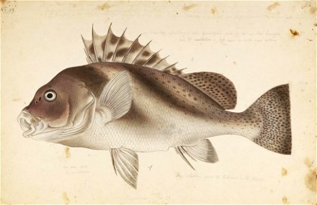 Naturalis Biodiversity Center - RMNH.ART.341 - Gaterin cinctus (Temminck and Schlegel) - Kawahara Keiga - 1823 - 1829 - Siebold Collection - pencil drawing - water colour