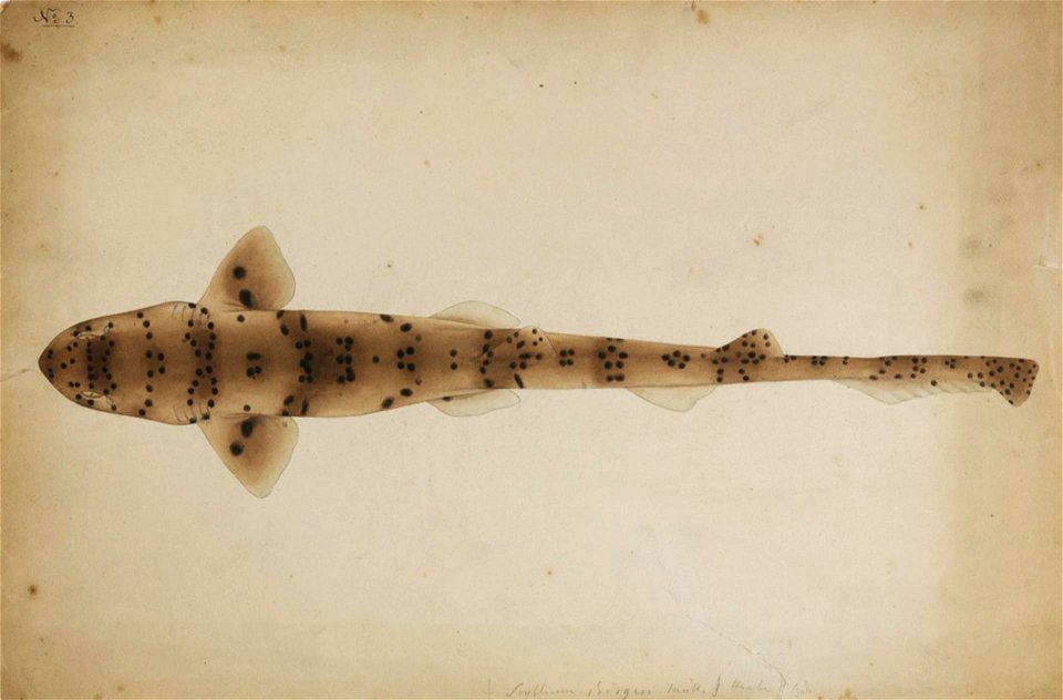 Naturalis Biodiversity Center - RMNH.ART.247 - Halaelurus buergeri (Mueller and Henle) - Kawahara Keiga - 1823 - 1829 - Siebold Collection - pencil drawing - water colour