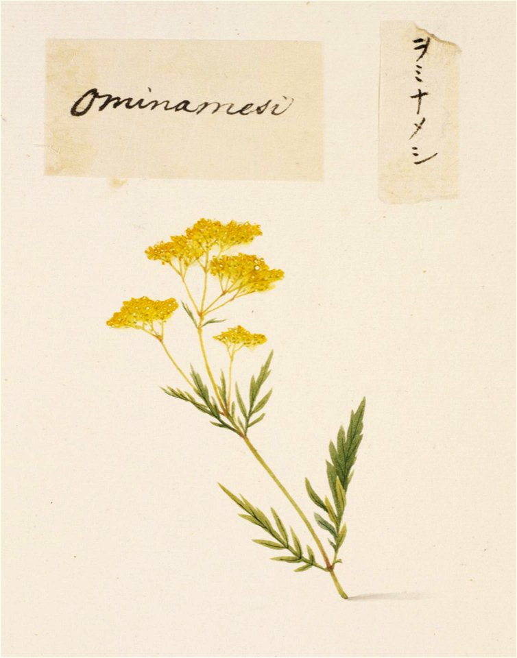 Naturalis Biodiversity Center - RMNH.ART.752 - Patrinia scabiosifolia - Kawahara Keiga - 1823 - 1829 - Siebold Collection - pencil drawing - water colour