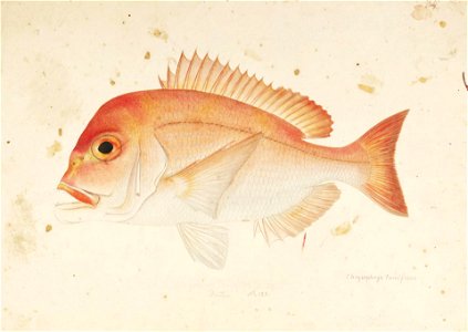 Naturalis Biodiversity Center - RMNH.ART.419 - Dentex tumifrons (Temminck and Schlegel) - Kawahara Keiga - 1823 - 1829 - Siebold Collection - pencil drawing - water colour