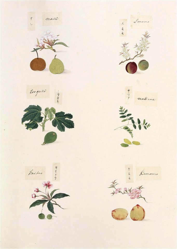 Naturalis Biodiversity Center - RMNH.ART.278 - Prunus persica - Ziziphus jujuba - Pyrus pyrifolia - Prunus salicina - Ficus carica - Malus halliana - Kawahara Keiga - 1823 - 1829 - Siebold Collection - pencil drawing - water colour